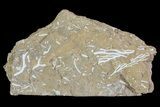 Ordovician Bryozoan (Pseudohornera) Plate - Estonia #73484-1